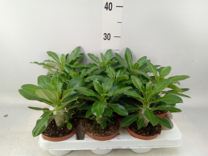 <h4>Pachypodium saundersii</h4>