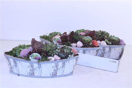 <h4>Arr Sempervivum</h4>