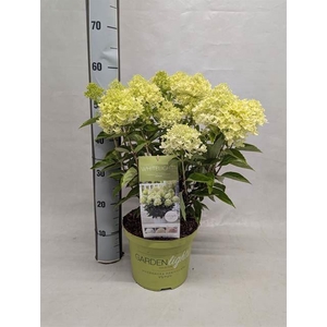 Hydrangea pan.