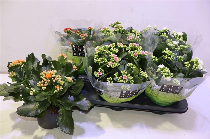 <h4>Kal Ge Gem 4 Kl</h4>