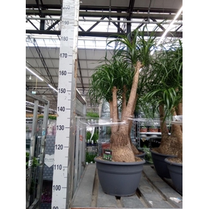 Beaucarnea recurvata