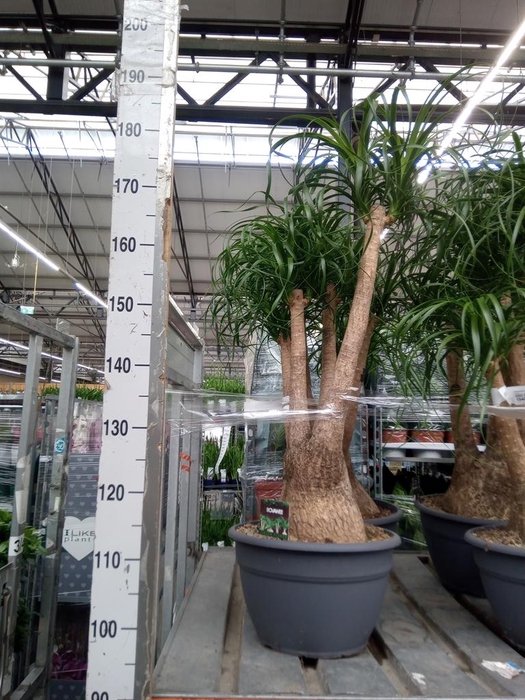 <h4>Beaucarnea recurvata</h4>