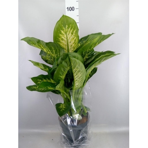 Dieffenbachia seg. 'Reeva'