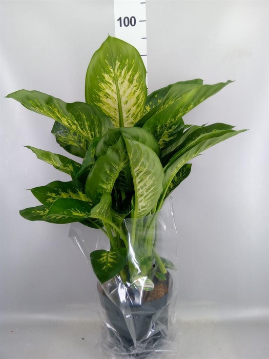 <h4>Dieffenbachia seg. 'Reeva'</h4>