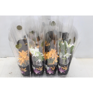 DENDROBIUM NOBILY P09 PREMIUM