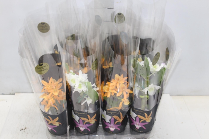 <h4>DENDROBIUM NOBILY P09 PREMIUM</h4>