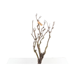 Syringa Branch Extra Charlet