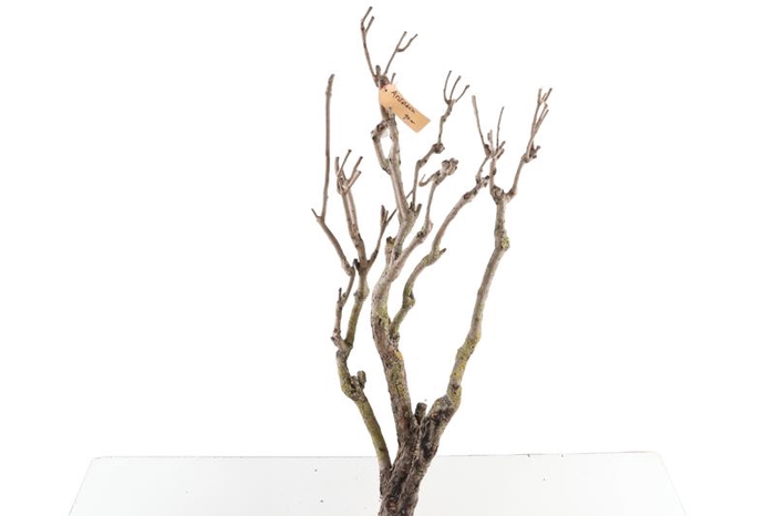 Syringa Branch Extra Charlet