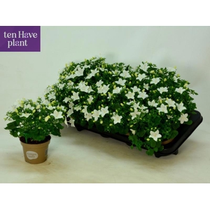 CAMP IS ATLANT WHITE