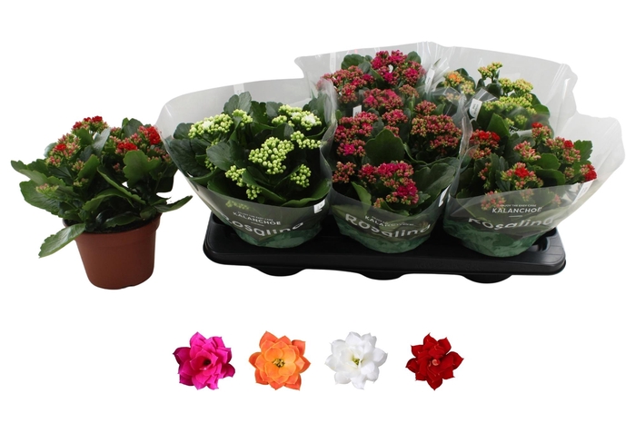 <h4>KAL GE RO GEM 4 KL</h4>