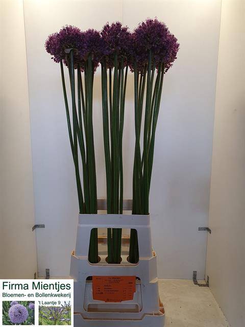 <h4>Allium Statos</h4>