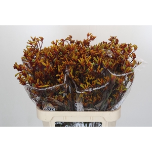 Anigozanthos Gold Fever