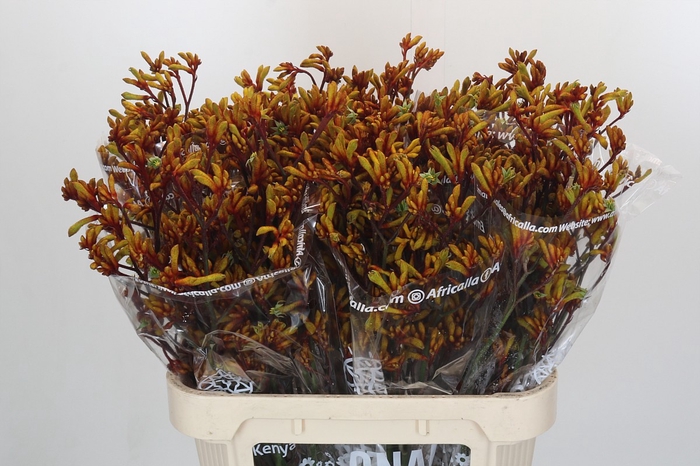 <h4>Anigozanthos Gold Fever</h4>