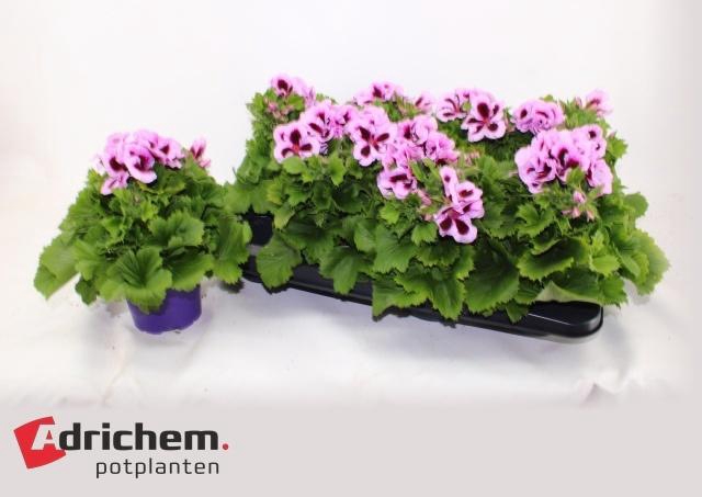 <h4>PEL GR PATRICIA</h4>