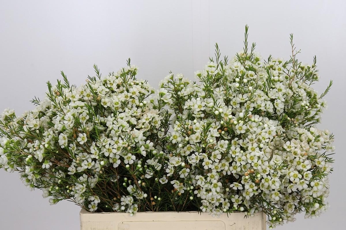<h4>Chamelaucium Ivory Pearl</h4>