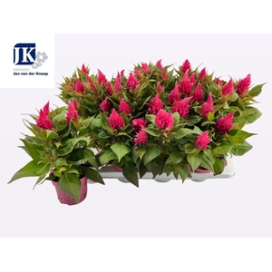 CEL PL KEL FIRE PINK