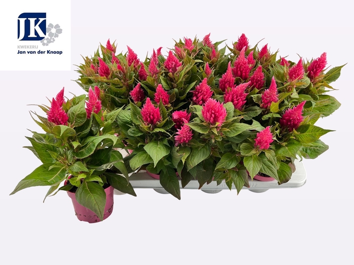 <h4>CEL PL KEL FIRE PINK</h4>