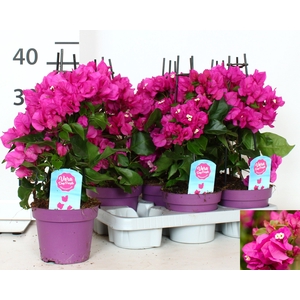 BOUGAINV VERA D P IM