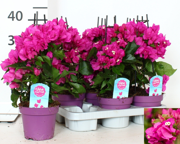 <h4>BOUGAINV VERA D P IM</h4>