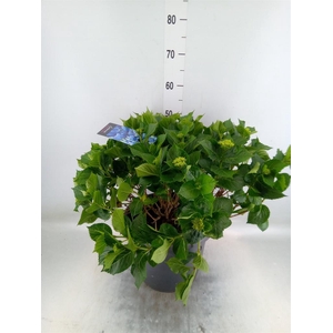 Hydrangea mac. 'Early'
