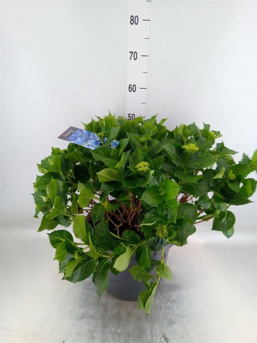 <h4>Hydrangea mac. 'Early'</h4>