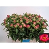 Paeonia L Flame