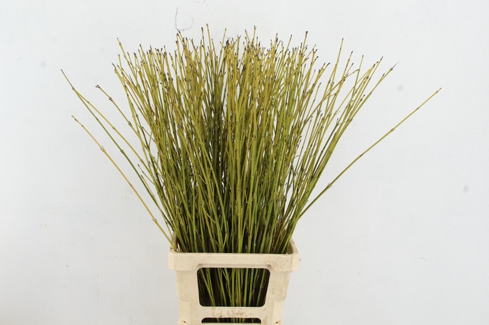 <h4>CORNUS S FLAVIRAMEA</h4>