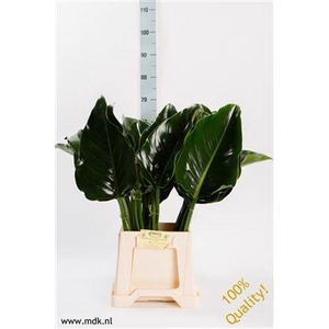 Philodendron Green Beauty