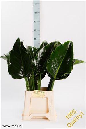 <h4>Philodendron Green Beauty</h4>