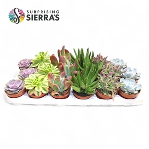 Sierra's® - Sevilla Succulent Mix (Deluxe)