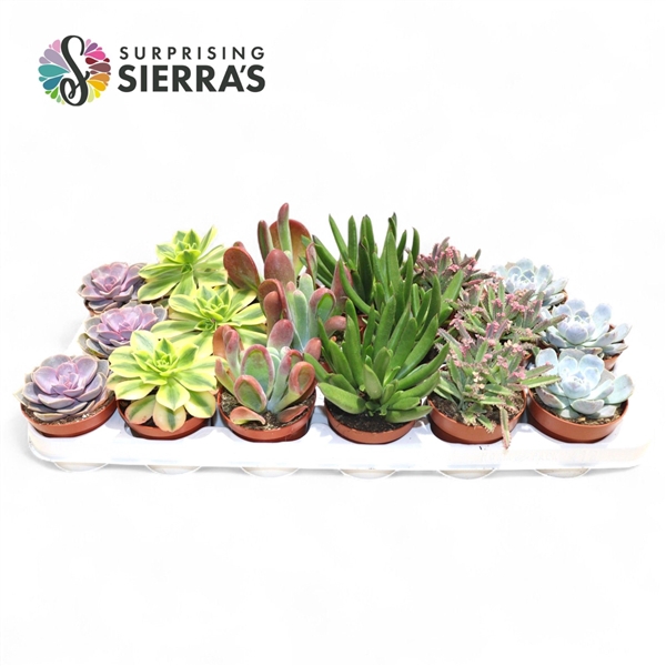 <h4>Sierra's® - Sevilla Succulent Mix (Deluxe)</h4>