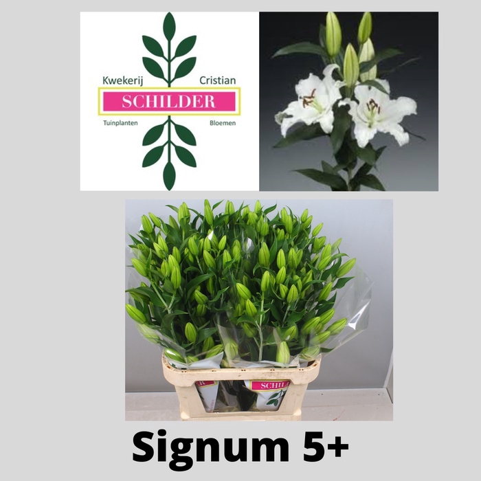 <h4>LI OR SIGNUM</h4>