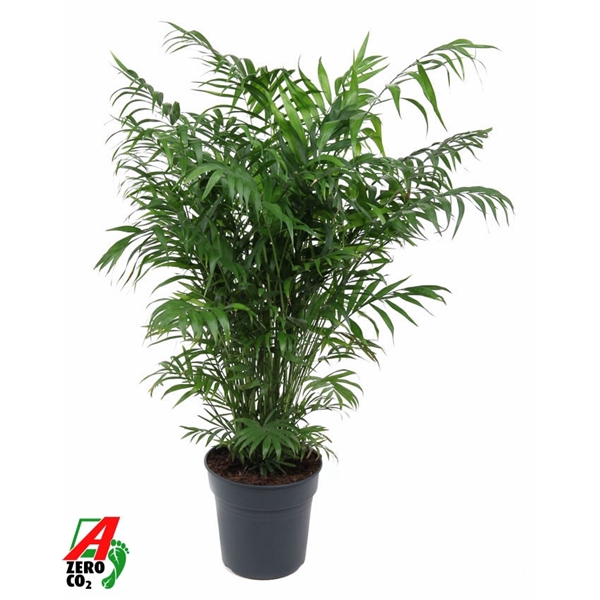 <h4>Chamaedorea Elegans P24</h4>