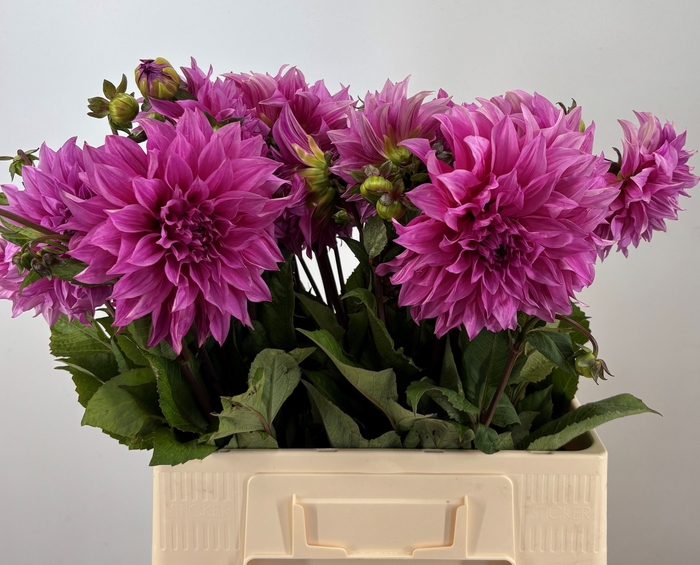 <h4>DAHL CAFE LAIT ROSE</h4>