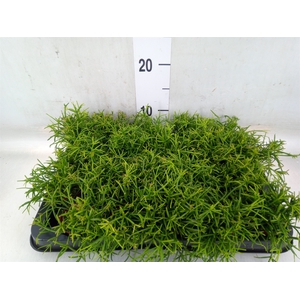 Rhipsalis baccifera 'Oasis'