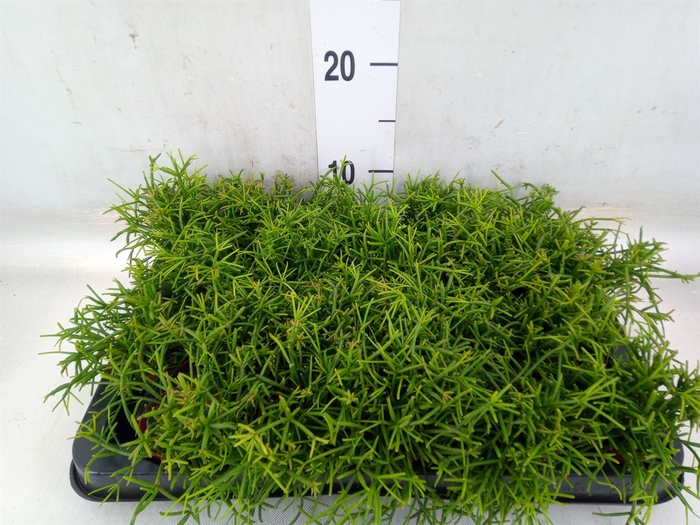 <h4>Rhipsalis baccifera 'Oasis'</h4>