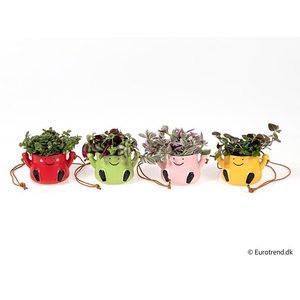 E 4487 mr swing king mini