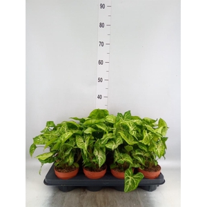 Syngonium  'Arrow'