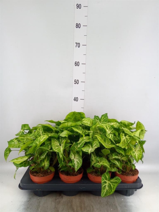 <h4>Syngonium  'Arrow'</h4>