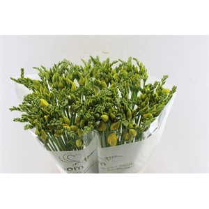 Fr Du Ballade Yellow