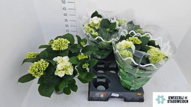 <h4>HYDR M SCHNEEBALL</h4>