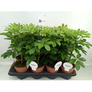 Schefflera arbor. 'Nora'