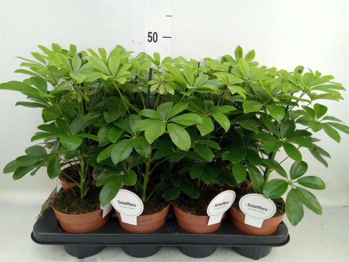 <h4>Schefflera arbor. 'Nora'</h4>