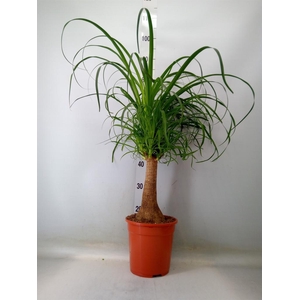 Beaucarnea recurvata