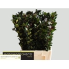 ILEX BL M BLU PRINCE
