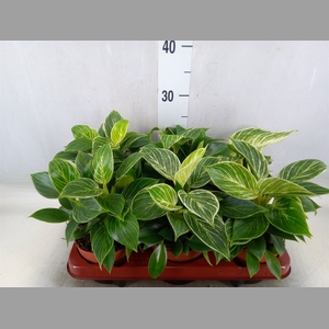 Philodendron   ...