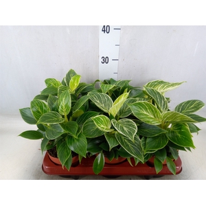 Philodendron   ...