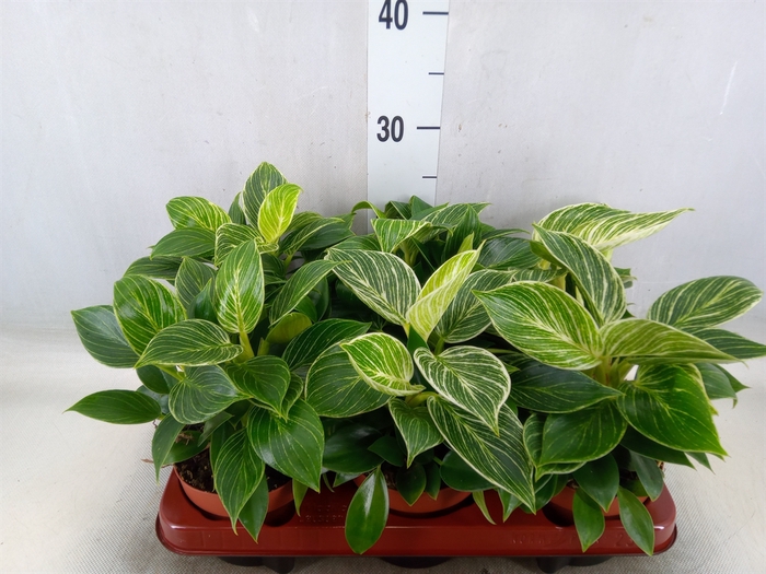 <h4>Philodendron   ...</h4>