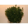 Ruscus Short 400gr P Bunch