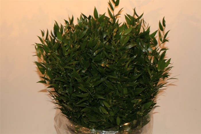 Ruscus Short 400gr P Bunch